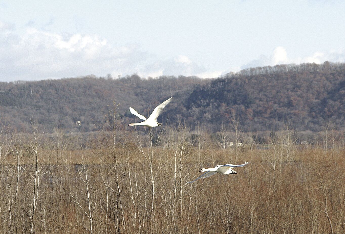 Tundra Swans migrating south